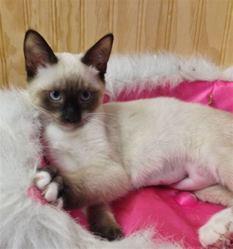 We operate a rescue and rehoming service and we foster cats awaiting new homes. . Siamese mix kittens for adoption near me